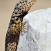 lizard_lava_galapagos_nsey_v_0047_ecu0241.jpg